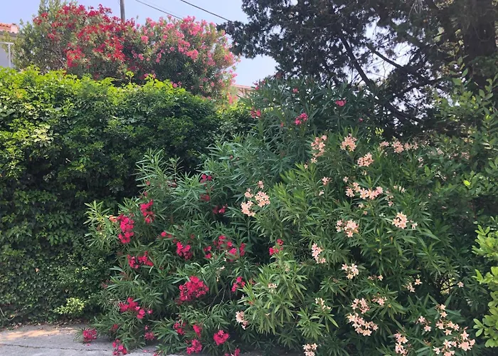 Apartman Lilly Weiss *